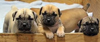 3 Boerboel Puppies